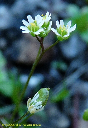 {Draba verna}